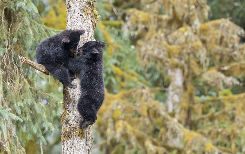 black bear cubs in tree