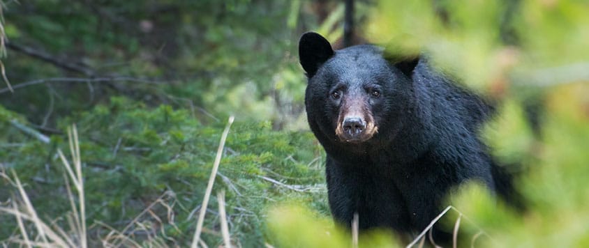 watch out for bears when backpacking