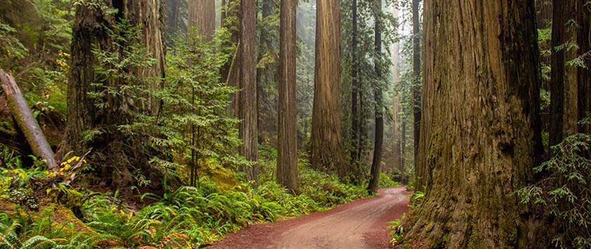 Redwood lower Loop Hike California